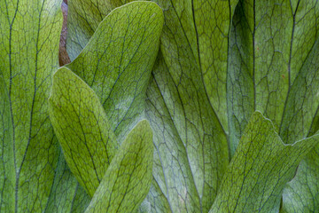 Blattwerk des Geweihfarn Platycerium