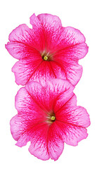 Pink Mallow flowers on a white background.