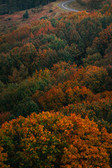 Fototapeta premium View over basque forest with autumn colors at Aiako Harriak natural park.