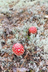 Mushrooms in the forest against the background of moss. Red amanita fly-tippers with white dots on the hat. Autumn forest in Russia.