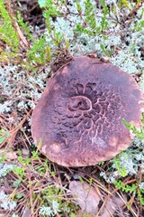 Mushroom motley hedgehog in the forest against the background of moss. Brown mottled hat. Autumn forest in Russia.