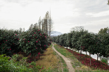 Green trees with red flowers. Blooming garden. Nerrow path