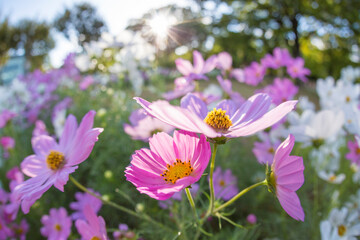 Obraz premium コスモスの花