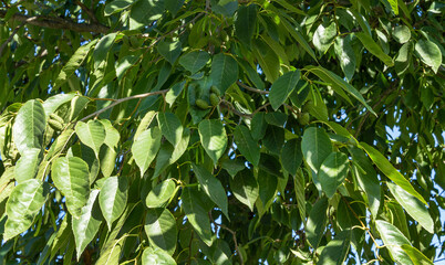 Close-up green leaves of East Asian or Japanese Alder Tree (Alnus japonica) in city park Krasnodar. Public landscape 'Galitsky park' for relaxation and walking in sunny autumn.