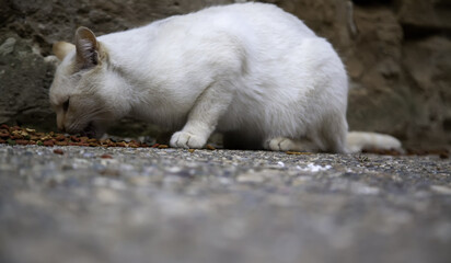 Stray cats eating on the street