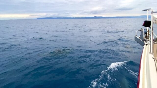 Delfini in mare aperto