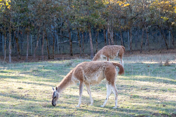 Unknown animal grazing