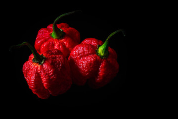 The hottest peppers in the world on a black background. Variety Carolina reaper or Hp22b.