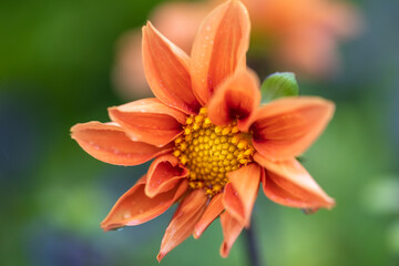 orange flower bud close up