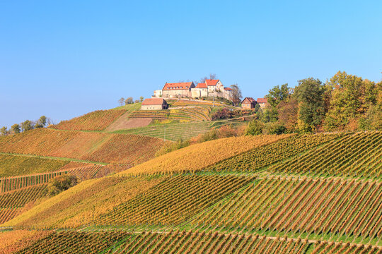 Vineyards near Durbach at the Black Forest Premium hiking trail Durbacher Weinpanorama in autumn with the view to Staufenberg castle