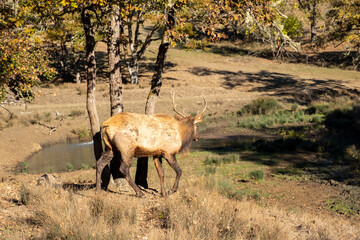 An elk grazing for food