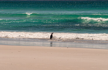 Volunteer Beach, Falkland Islands, UK - December 15, 2008: Lone King Penguin waits in azure ocean...
