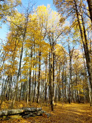 wide trail in the autumn yellow forest. Quiet autumn forest.