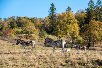 Zebras grazing from one field to another.