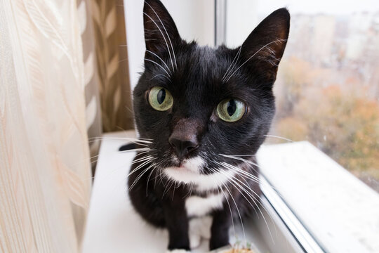 Black and white cat with beautiful eyes. Pet. Funny curious cat on the window. Full face portrait of a cat.