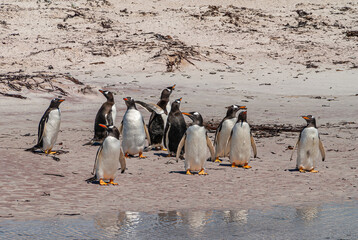 Volunteer Beach, Falkland Islands, UK - December 15, 2008: Closeup of group of Gentoo Penguins on...