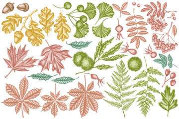 Vector set of hand drawn pastel fern, dog rose, rowan, ginkgo, maple, oak, horse chestnut, chestnut, hawthorn