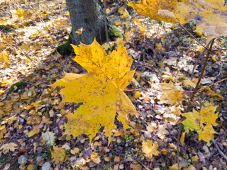 Autumn yellow maple leaves in the sunny day