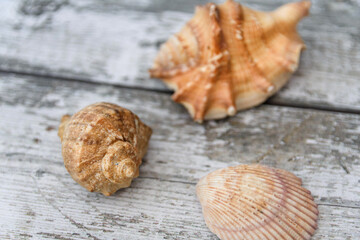 Exoskeletons of various sea molluscs. Three different sea shells lie on the grey wooden background. Marine and ocean life form. Overhead view