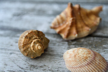 Exoskeletons of various sea molluscs. Three different sea shells lie on the grey wooden background. Marine and ocean life form. Selective focus