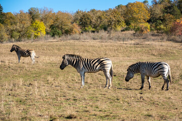 Fototapeta na wymiar Zebras grazing from one field to another.