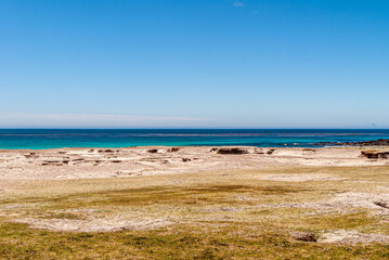 Fototapeta na wymiar Volunteer Beach, Falkland Islands, UK - December 15, 2008: Wide landscape of upper part with dry grass in front, sandy part, and azure ocean up front changing into dark blue under blue sky.