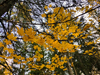 Autumn yellow maple leaves in the sunny day