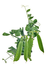 four pea pods with green leaves on white