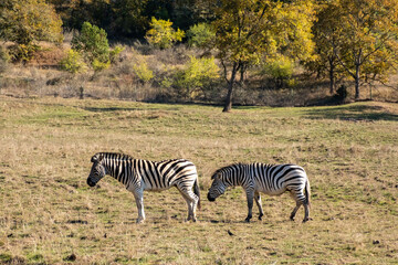 Zebras grazing from one field to another.