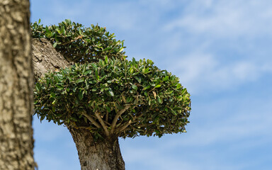 Close-up of textured beautiful branches with trimmed smal leaves bonsai olive tree (Olea europaea) on blue sky in city park Krasnodar. Public 'Galitsky park' in sunny autumn 2020