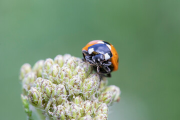 Coccinella 7-punctata (Seven-spot ladybird) on Achillea © chillingworths