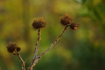 Sharp dry brown plant grow in green forest.