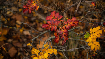 Dog rose red autumnal foliage.