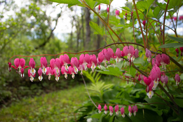 Bleeding hearts flower in Cambridge, Vermont.