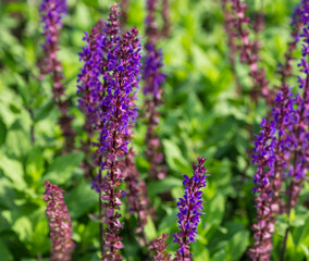Close-up 0f blossom purple sage (Salvia). Sage meadow on semicircular terraces in city park Krasnodar or Galitsky park in sunny autumn 2020. Nature concept background with selective focus on flowers