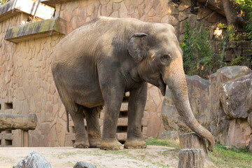 Fototapeta premium アジアゾウ