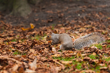Naklejka na ściany i meble Grey squirrel in the middle of leaves in autumn