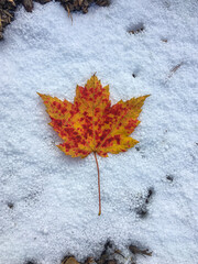 Red and yellow spotted maple leaf lying in snow on cold autumn day