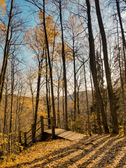 wide trail in the autumn yellow forest. Quiet autumn forest.