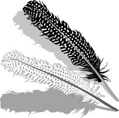two spotted feathers with shadows on white background