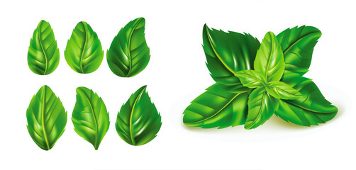 Realistic Detailed 3d Green Fresh Basil Leaves Set. Vector