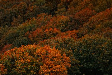 View over basque forest with autumn colors at Aiako Harriak natural park.