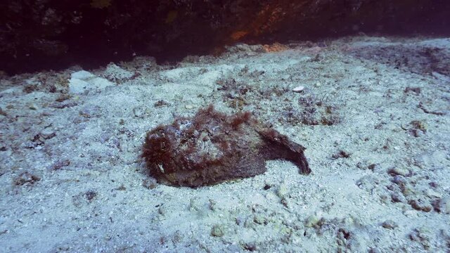 stonefish camouflage on the reef in maldives