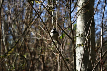 Bird in the trees