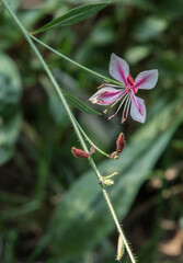 Graceful, slender small flower on a long stem, on a green background
