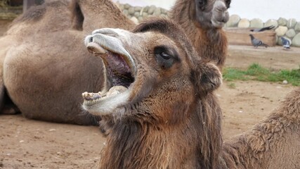 The camel yawns.
