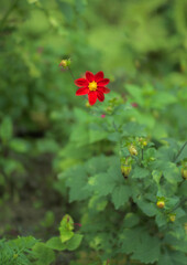 red flower in the garden