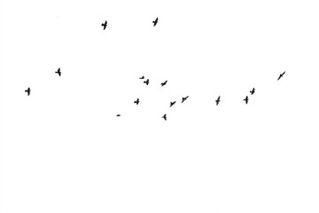 Flocks of flying pigeons isolated on white background. Clipping path.
