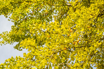 銀杏を付けた紅葉したイチョウの木