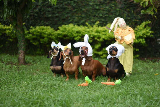 Dachshund Como Coelho Da Pascoa